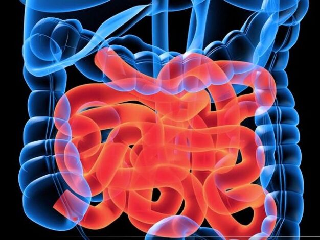 Παράσιτα στο λεπτό έντερο