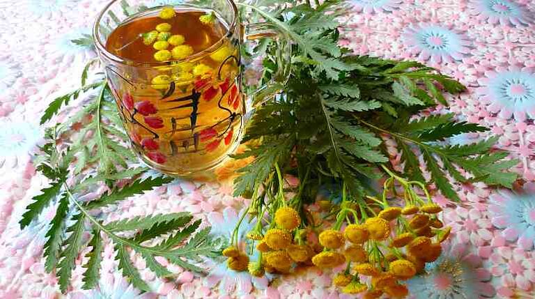 Το έγχυμα tansy βοηθά στην αποβολή των παρασίτων από το σώμα